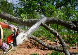 Best Firewood Processing and Delivery  in Dayton, TX